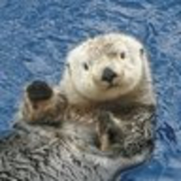 Meet your Posher, Alexander - Picture 1 of 1